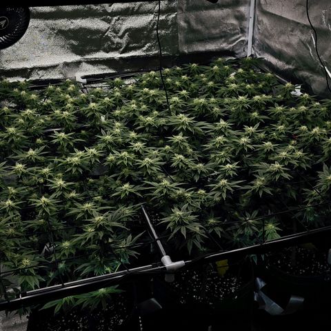 Nicole Kush von Nirwana Seeds growlog timeline photo