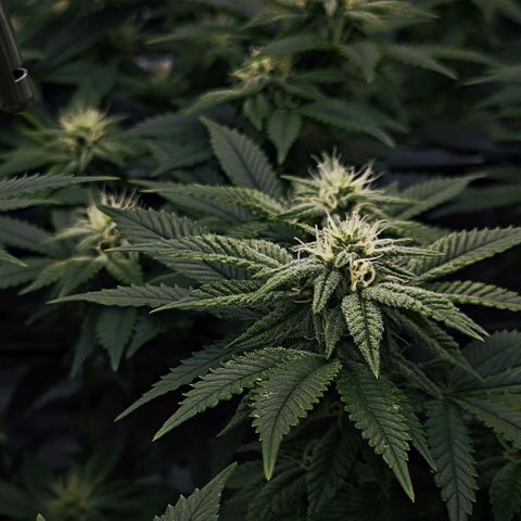 Nicole Kush von Nirwana Seeds growlog timeline photo