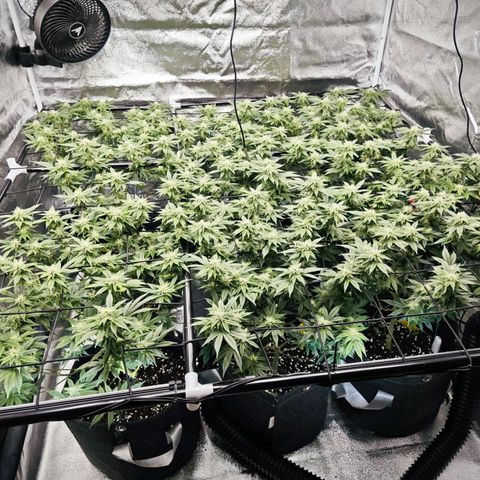Nicole Kush von Nirwana Seeds growlog timeline photo