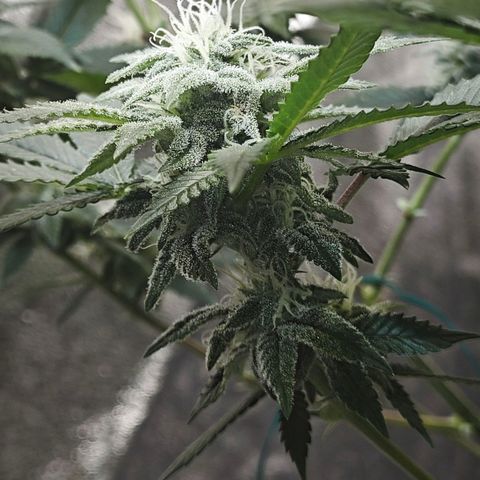 Nicole Kush von Nirwana Seeds growlog timeline photo