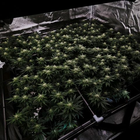 Nicole Kush von Nirwana Seeds growlog timeline photo
