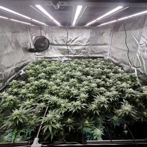 Nicole Kush von Nirwana Seeds growlog timeline photo