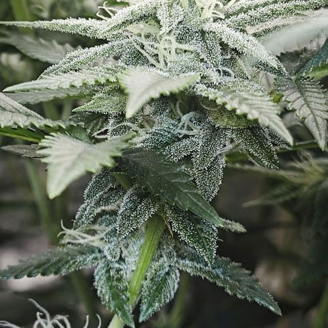 Nicole Kush von Nirwana Seeds growlog timeline photo