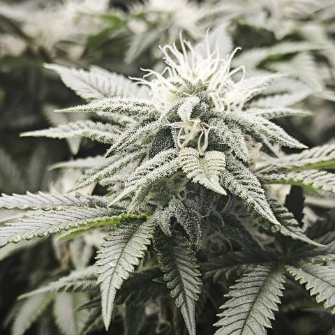 Nicole Kush von Nirwana Seeds growlog timeline photo