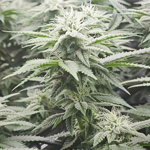 Nicole Kush von Nirwana Seeds growlog timeline photo