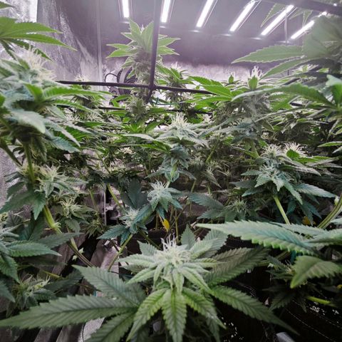 Nicole Kush von Nirwana Seeds growlog timeline photo