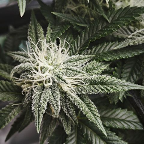 Nicole Kush von Nirwana Seeds growlog timeline photo