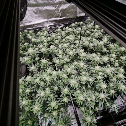 Nicole Kush von Nirwana Seeds growlog timeline photo