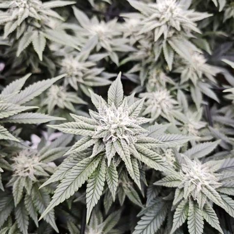 Nicole Kush von Nirwana Seeds growlog timeline photo