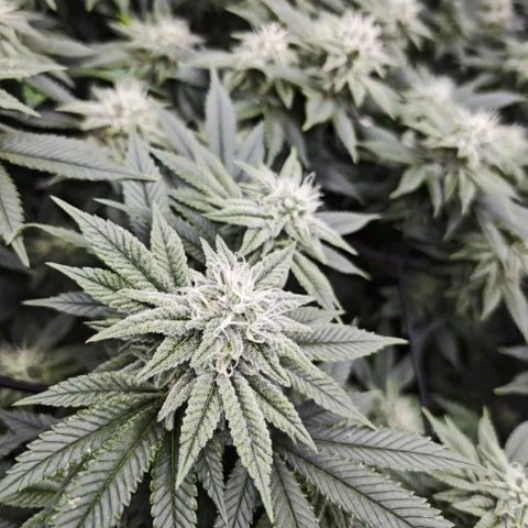 Nicole Kush von Nirwana Seeds growlog timeline photo