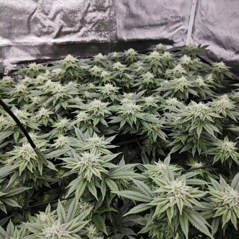 Nicole Kush von Nirwana Seeds growlog timeline photo