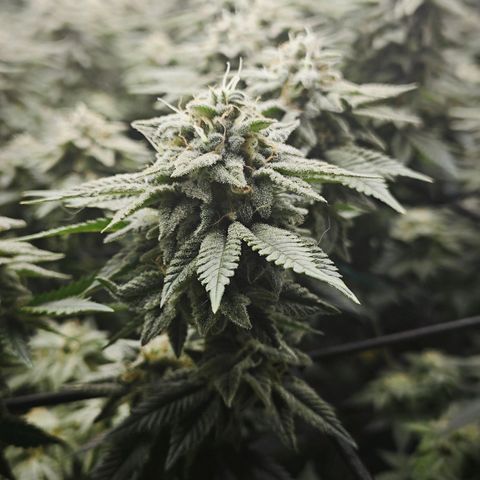 Nicole Kush von Nirwana Seeds growlog timeline photo