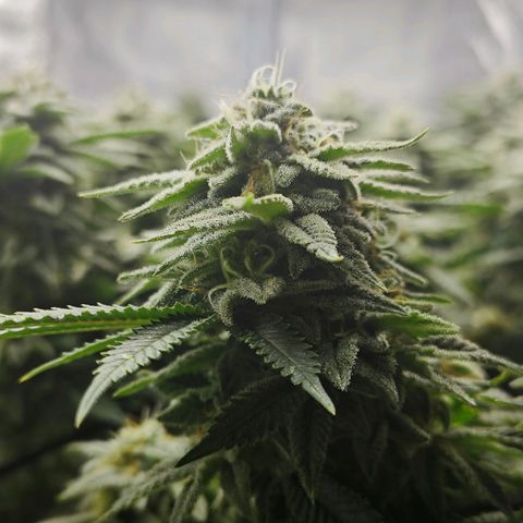 Nicole Kush von Nirwana Seeds growlog timeline photo