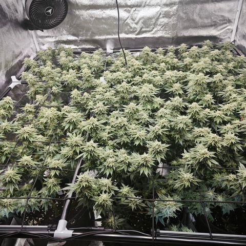 Nicole Kush von Nirwana Seeds growlog timeline photo