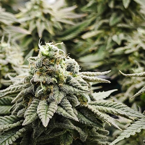 Nicole Kush von Nirwana Seeds growlog timeline photo
