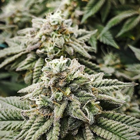 Nicole Kush von Nirwana Seeds growlog timeline photo