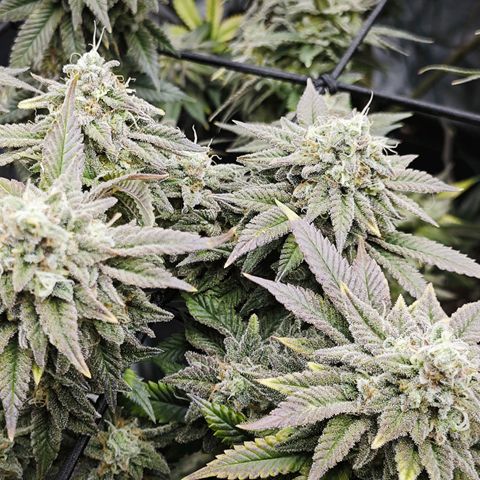 Nicole Kush von Nirwana Seeds growlog timeline photo