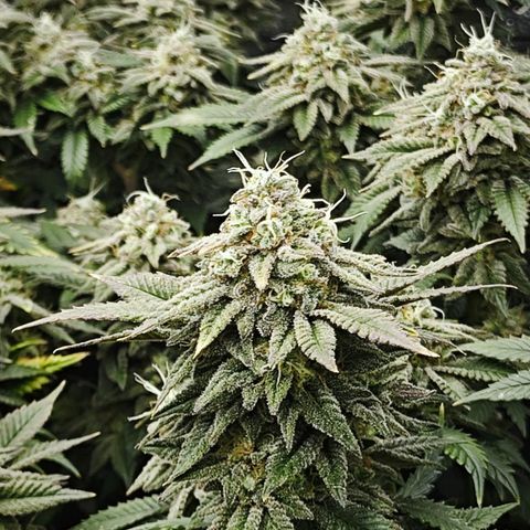 Nicole Kush von Nirwana Seeds growlog timeline photo