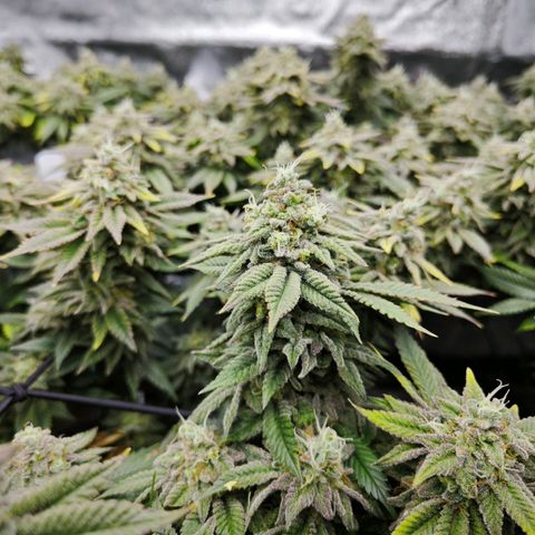 Nicole Kush von Nirwana Seeds growlog timeline photo