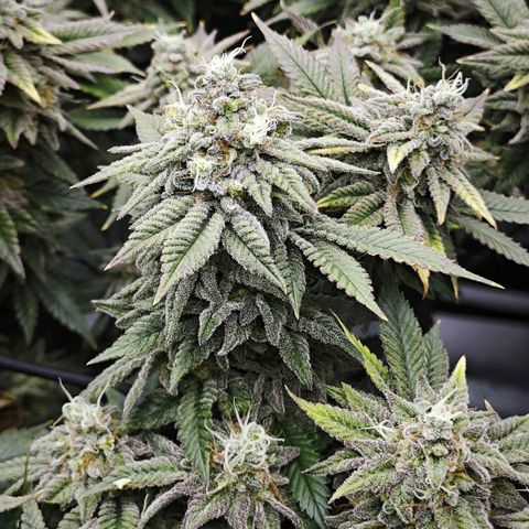 Nicole Kush von Nirwana Seeds growlog timeline photo