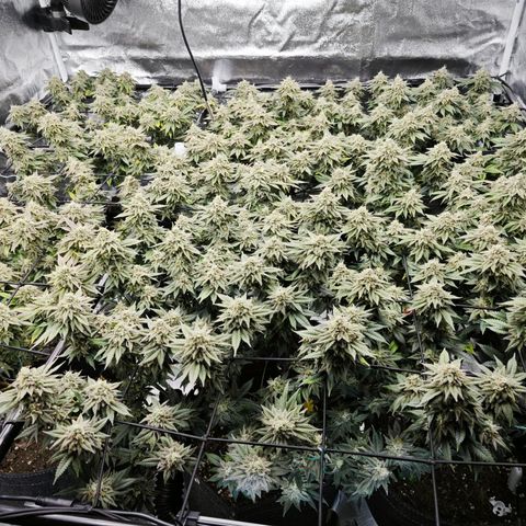 Nicole Kush von Nirwana Seeds growlog timeline photo