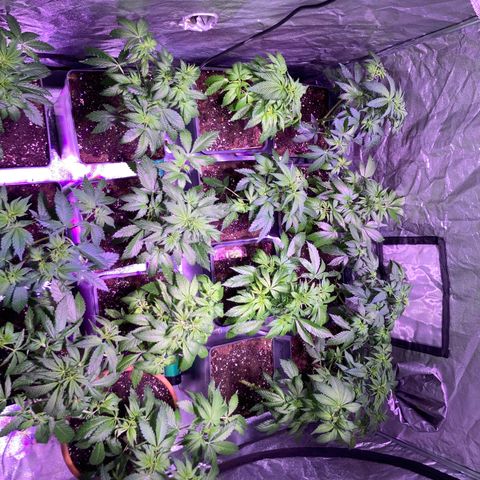 Banana Frosting #3 growlog timeline photo