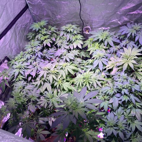 Banana Frosting #3 growlog timeline photo
