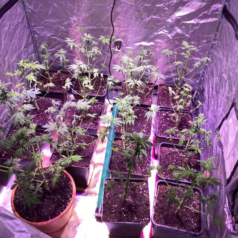 Banana Frosting #3 growlog timeline photo