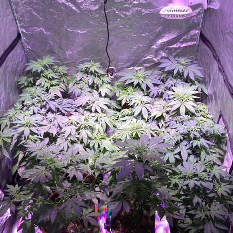 Banana Frosting #3 growlog timeline photo