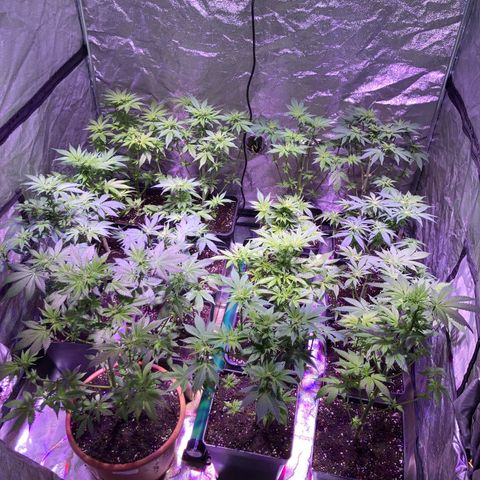 Banana Frosting #3 growlog timeline photo