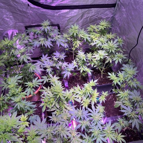 Banana Frosting #3 growlog timeline photo