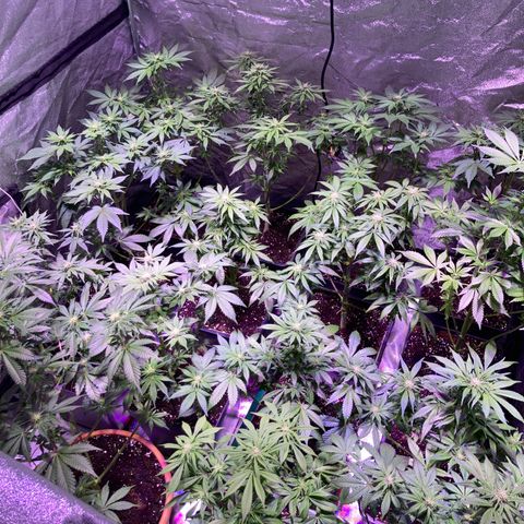 Banana Frosting #3 growlog timeline photo