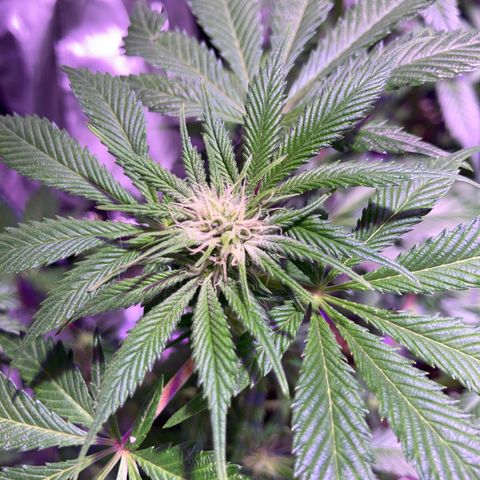 Banana Frosting #3 growlog timeline photo