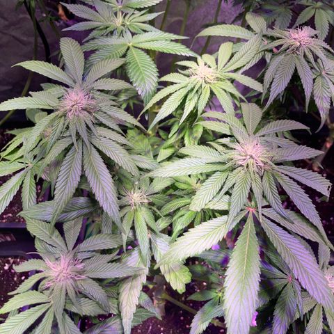 Banana Frosting #3 growlog timeline photo