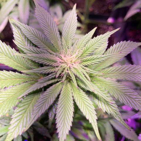 Banana Frosting #3 growlog timeline photo