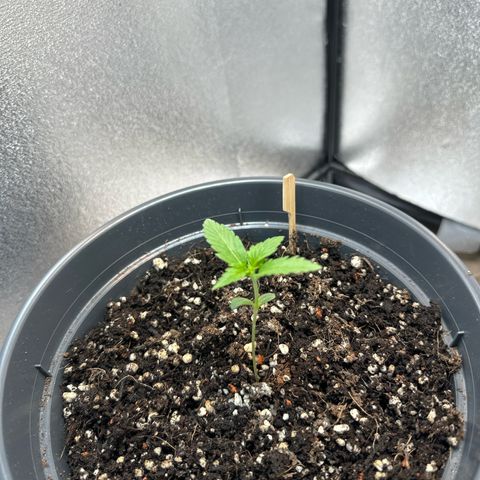 Sensi Skunk Automatic growlog timeline photo
