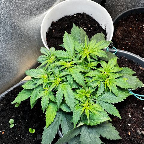 Sensi Skunk Automatic growlog timeline photo