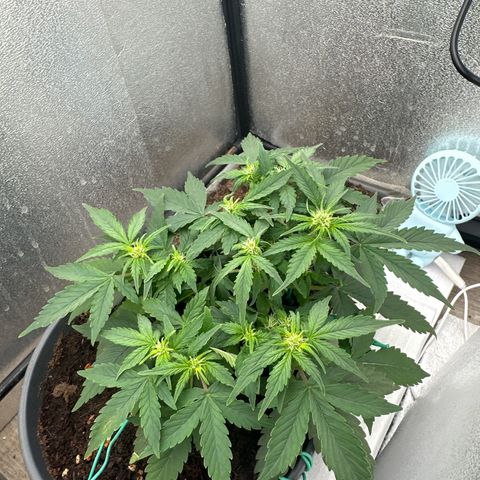 Sensi Skunk Automatic growlog timeline photo
