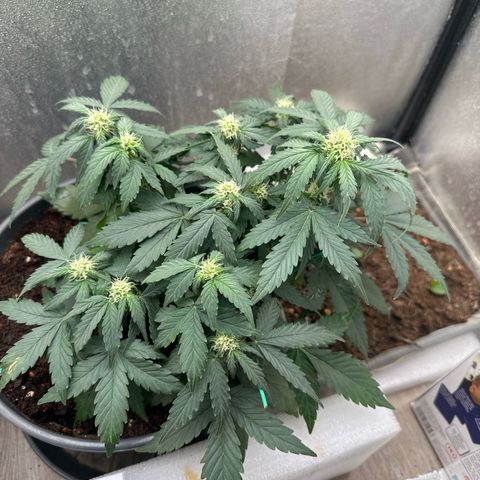 Sensi Skunk Automatic growlog timeline photo