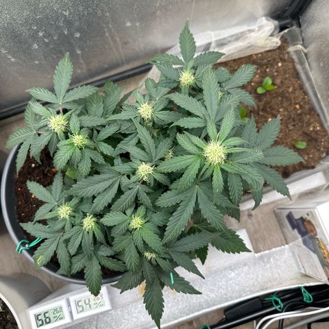 Sensi Skunk Automatic growlog timeline photo