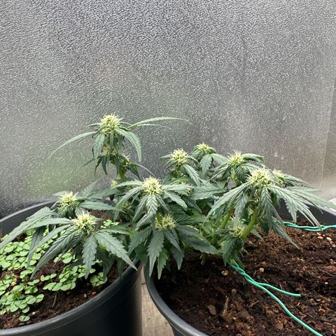 Sensi Skunk Automatic growlog timeline photo