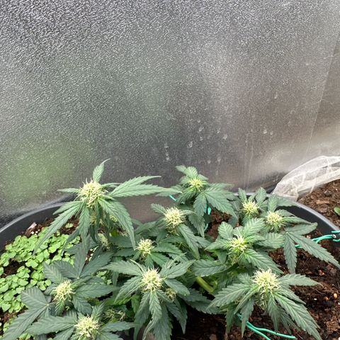 Sensi Skunk Automatic growlog timeline photo
