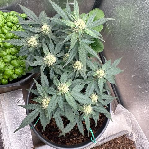 Sensi Skunk Automatic growlog timeline photo