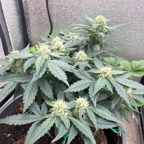Sensi Skunk Automatic growlog timeline photo