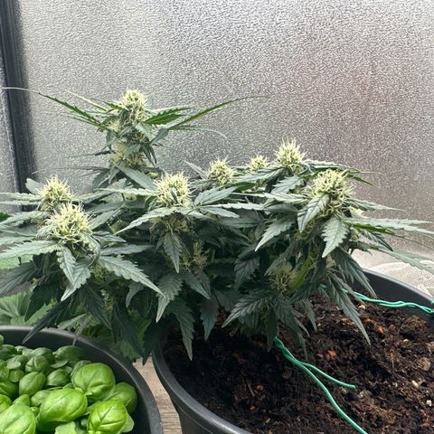 Sensi Skunk Automatic growlog timeline photo