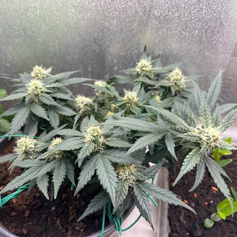 Sensi Skunk Automatic growlog timeline photo