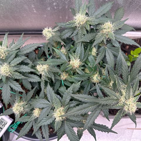 Sensi Skunk Automatic growlog timeline photo