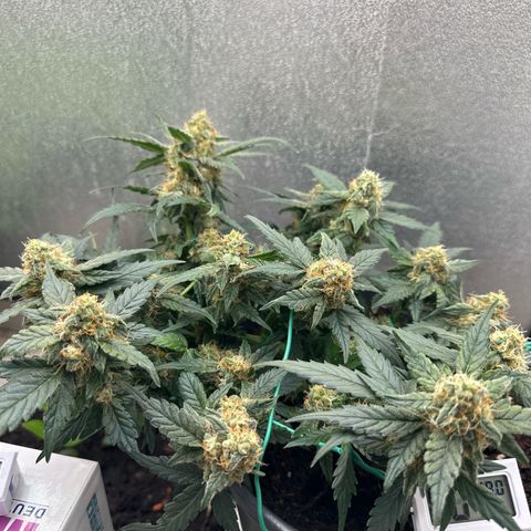 Sensi Skunk Automatic growlog timeline photo