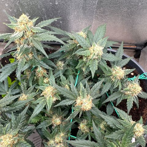 Sensi Skunk Automatic growlog timeline photo
