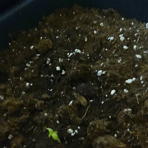 Growerina growlog photo: Per ora un disastro, piante deboli e torte, 2 nello stesso vaso con cotiledoni incappucciati forse non sopravvivono